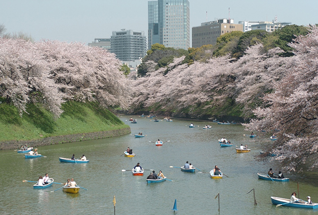 ホテル周辺東京「桜」観光情報