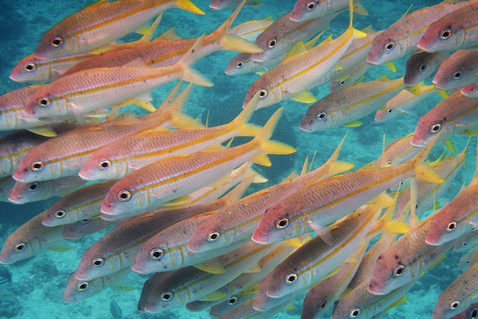 のんびり楽しく熱帯魚やサンゴを観察