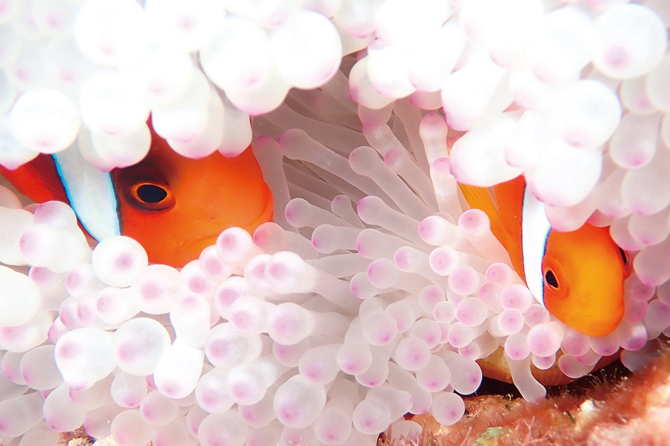 たくさんのお魚と泳ぐことができます