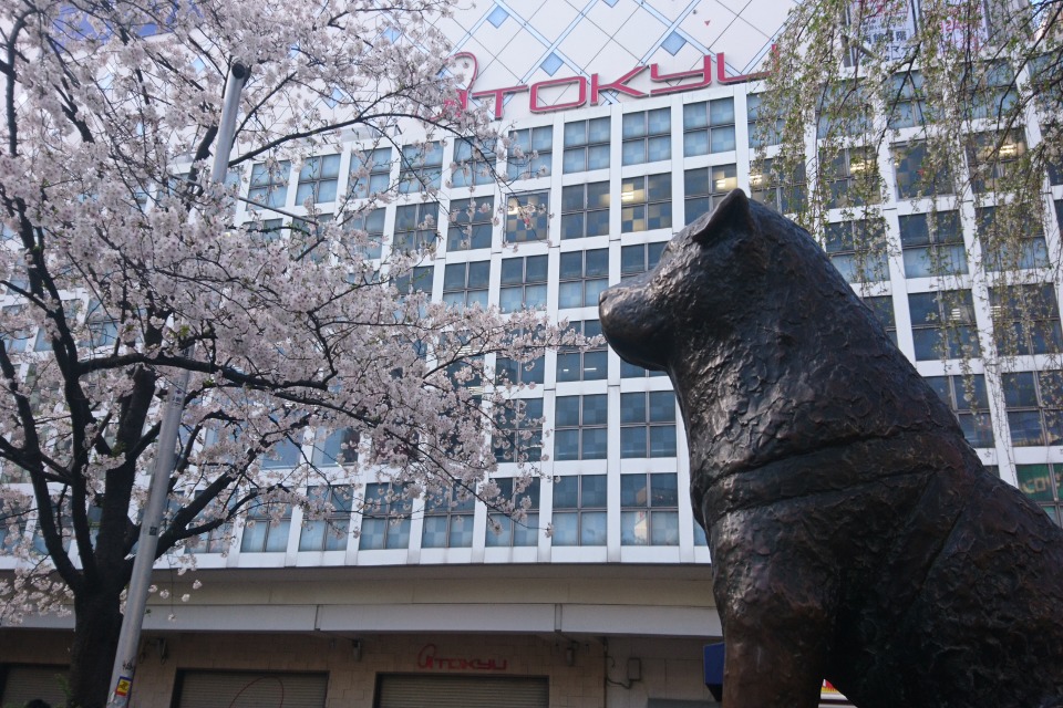 渋谷散策