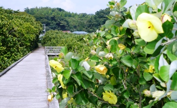 Hamabou 是一种小而漂亮的黄色花，是木槿科的一员。