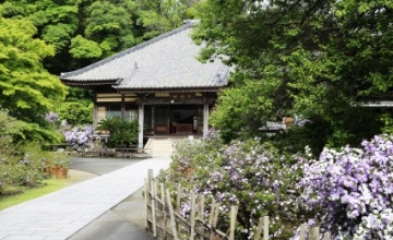 五月的灵泉寺内弥漫着美国Jasmine香。