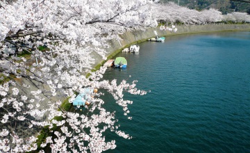 井之泽川沿岸的一排樱花树，可以看到下田市民在赏樱。