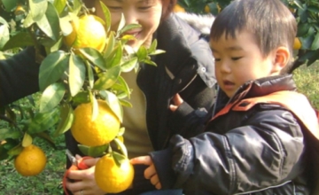 收获伊豆温暖阳光下生长的柑橘