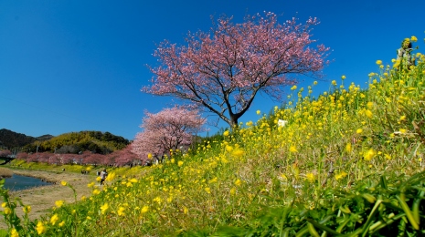 赏花情报