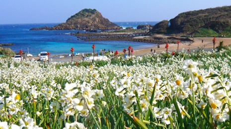 真冬の岬に瑞々しく群生する300万本の野水仙 伊豆下田の海を望む絶景リゾートホテル 下田 東急ホテル 公式