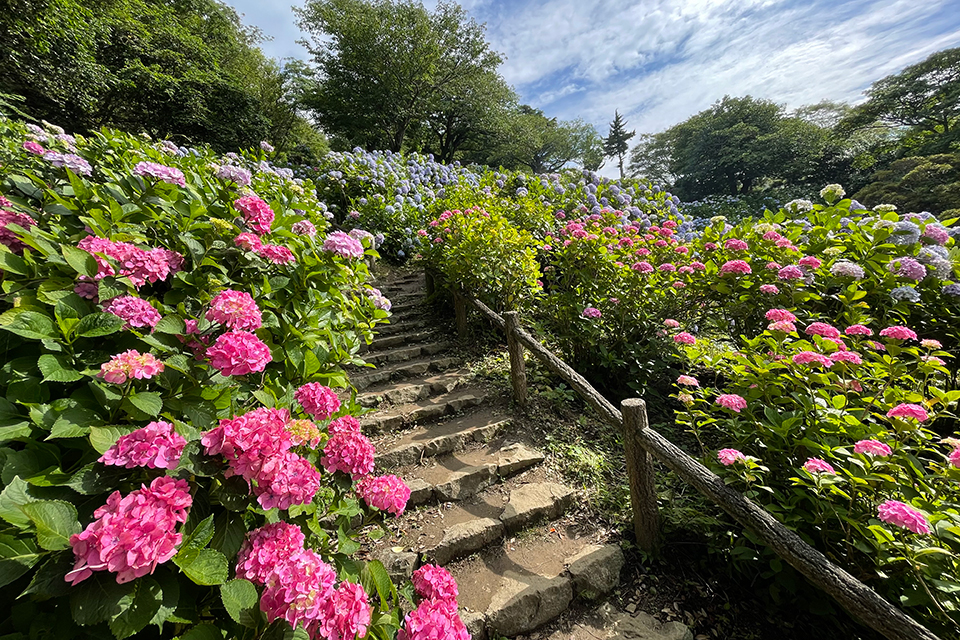 しっとりと雨の似合う季節に 雨の似合うあじさい 伊豆下田の海を望む絶景リゾートホテル 下田 東急ホテル 公式